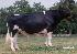 Raca: holandes preto e branco (leite) rgd: ax-117.